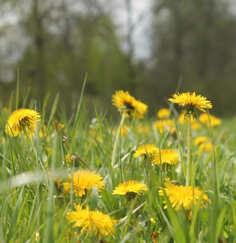 dandelion-2538662_1280