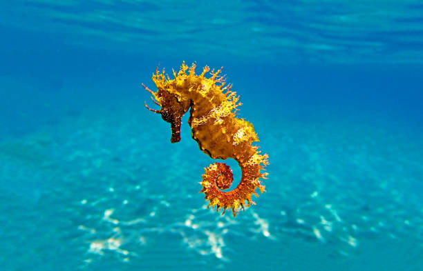 Long-snouted seahorse - Hippocampus guttulatus