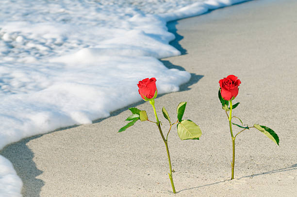 Two roses on the seashore on valentine's day