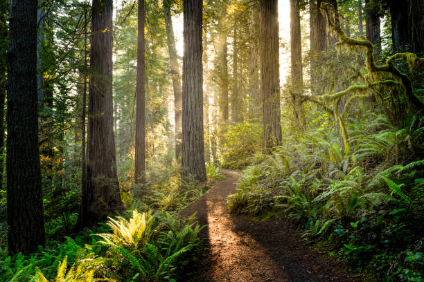 Sunrise in Redwood National Park