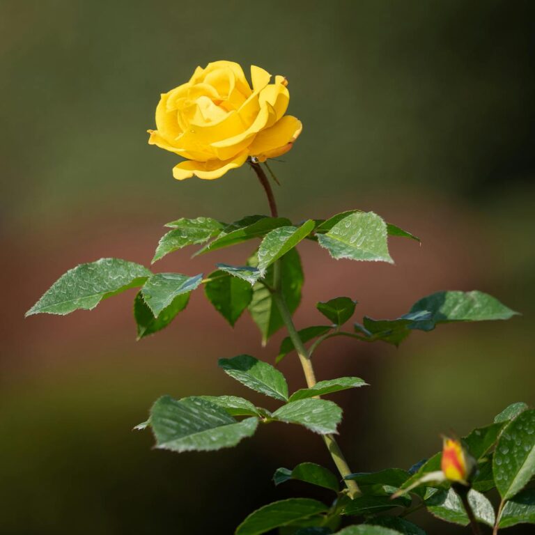 free-photo-of-yellow-rose-in-a-garden