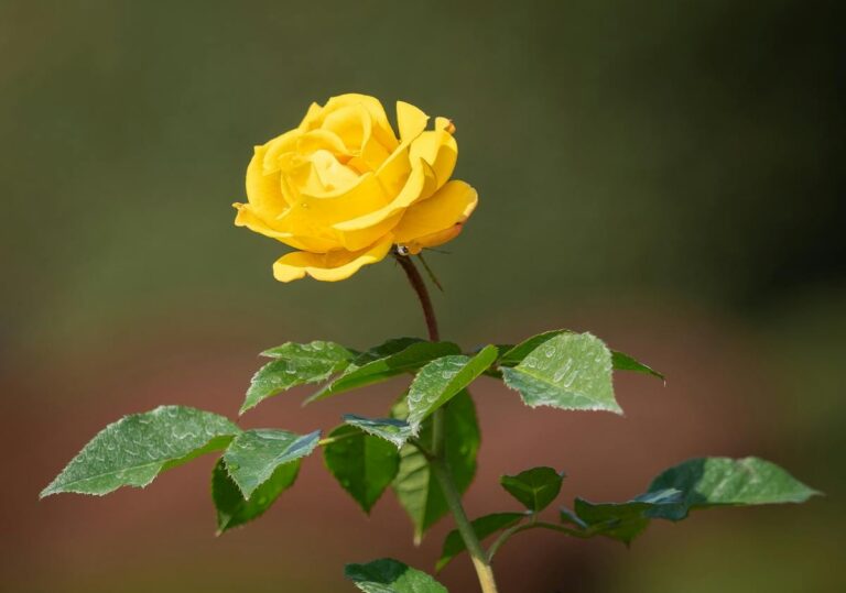 free-photo-of-yellowrose-in-a-garden