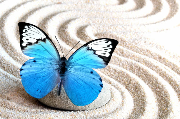 Sand, blue butterfly and spa stone in zen garden. Spa concept