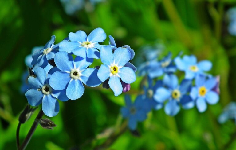 forget-me-not-6522362_1280