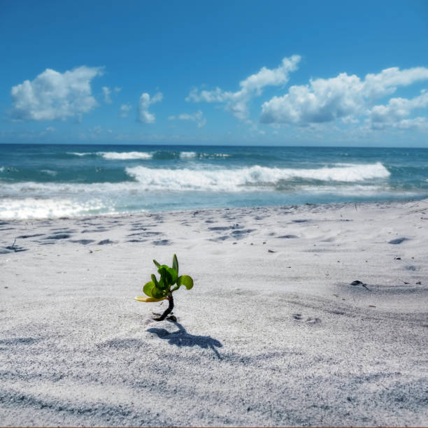 Close up little green plant of bud on sandy beach in Sarasota, Florida, USA