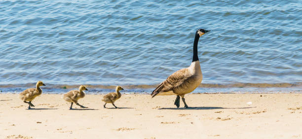 A proud mother goose walks with her babies