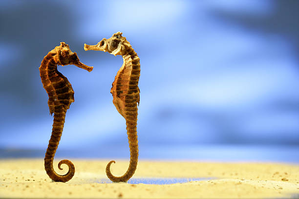 two sea horses looking at each other