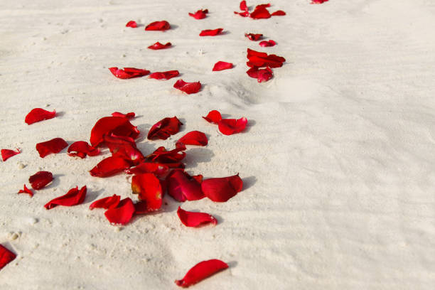 Rose petals walkway on sand