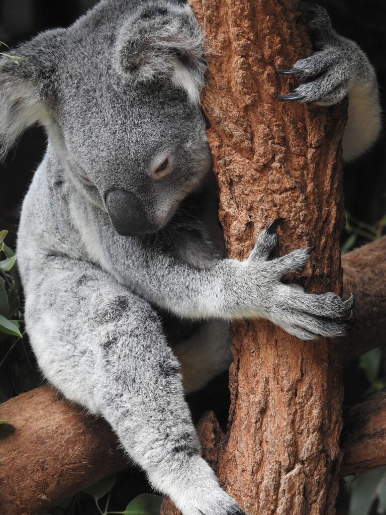 koala-4450420_1280