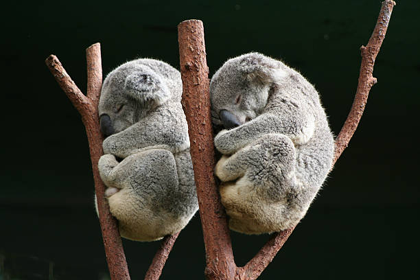 Sleeping koala bears, after having eucalyptus  diner