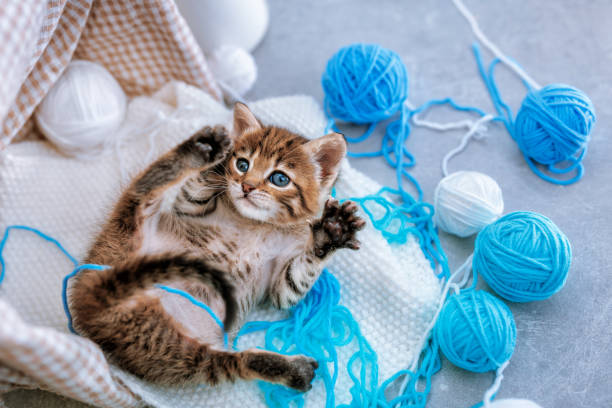 A small striped kitten is playing with white and blue balls of yarn and thread