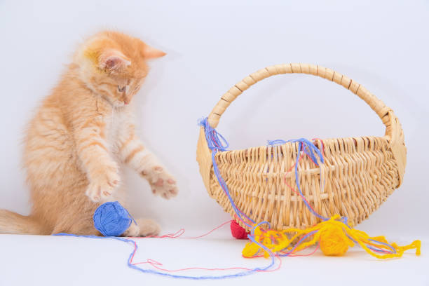 A funny ginger kitten plays with colored balls