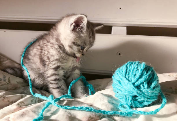 Cute kitten playing with ball of yarn on plaid background