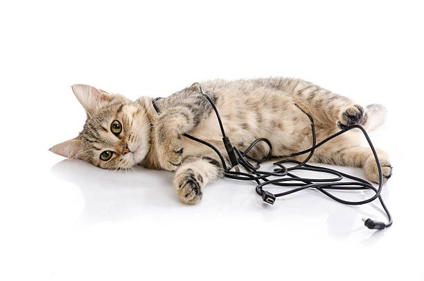 Cute tabby kitten playing on white background isolated