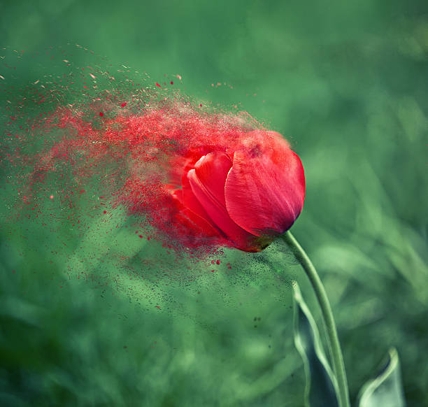 Burning red tulip on the blurry green background