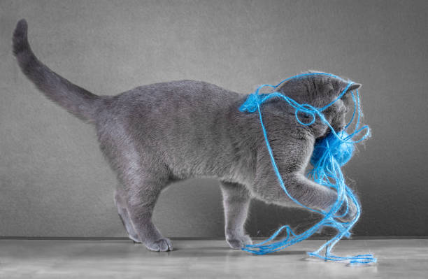 British Blue cat playing with ball of yarn