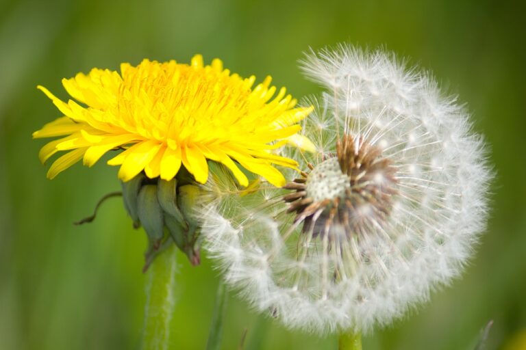 dandelion-7361862_1280