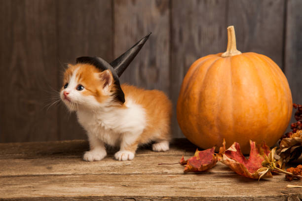 ginger kitten and halloween pumpkin jack-o-lantern on black wood background