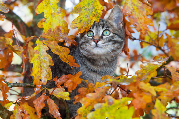 Beautiful kitty sitting on the autumn tree