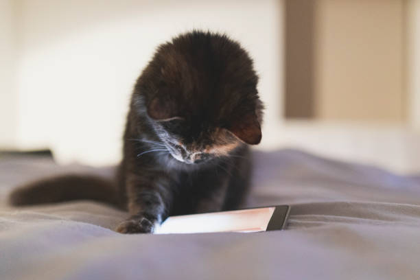 A tortoiseshell cat playing a game for cats on the smartphone