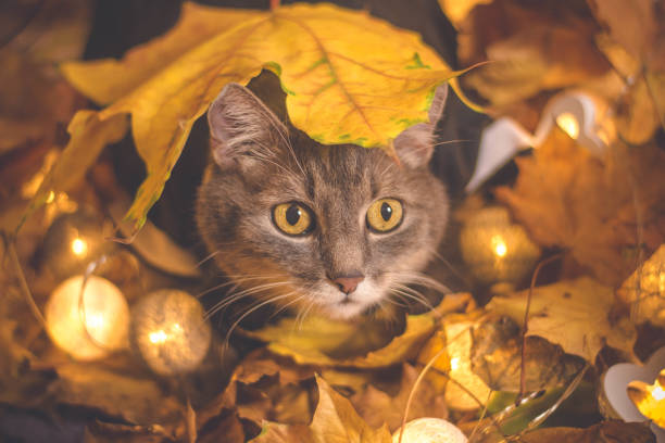 High Angle View Of Cat