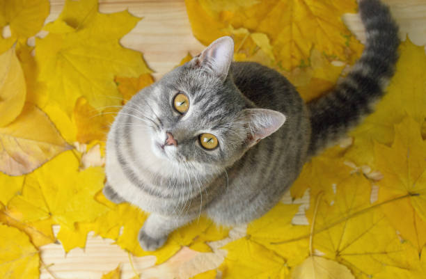 a grey cat sitting on the yellow leaves