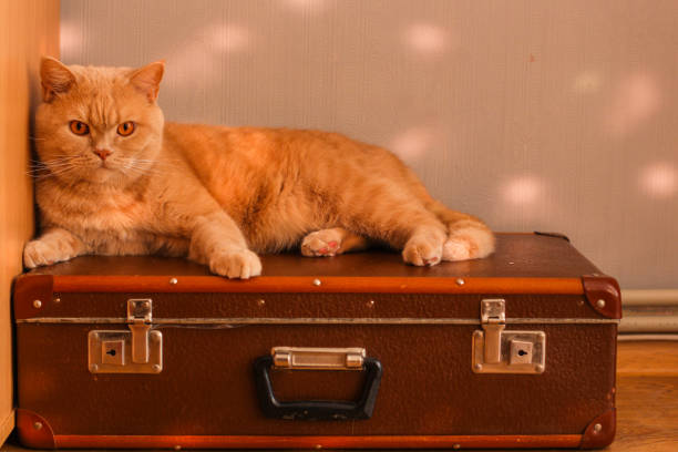 cat lies on a suitcase (British breed)