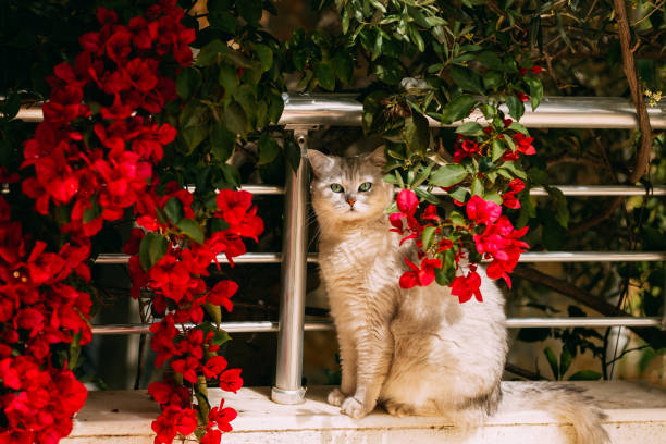 British Shorthair Cat in the Bougainvillea Flowers