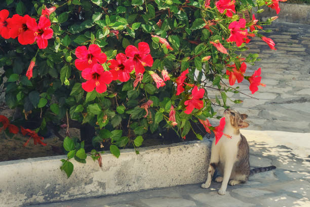 Cat sniffing red flowers