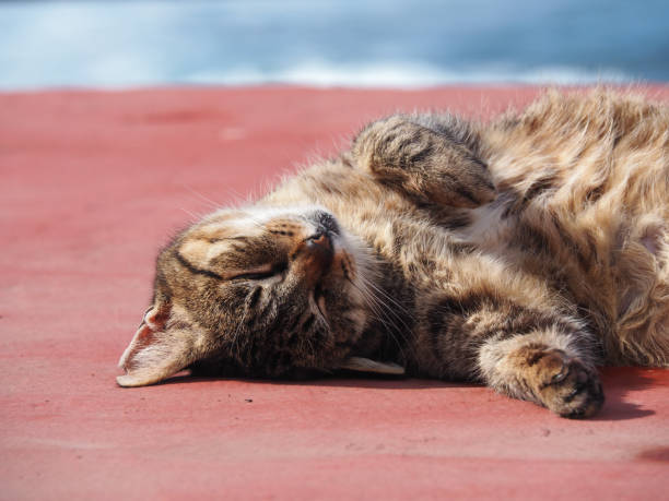 close-up of sleeping kitty cat by the seaside