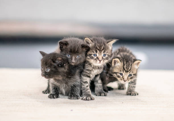 Newborn kittens learning to walk and play in the living room