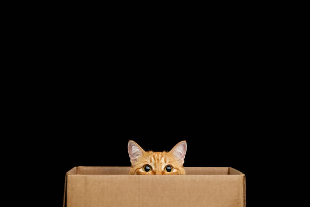 Funny red cat looking out of the box on Isolated Black background