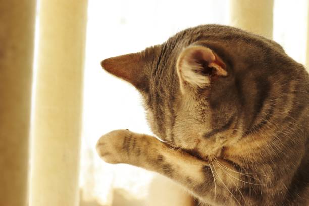 Sorry, crying gesture cat