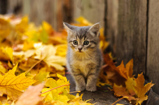 cat orange autumn yellow wood