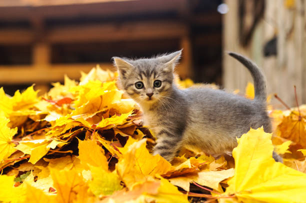 cat orange autumn yellow wood