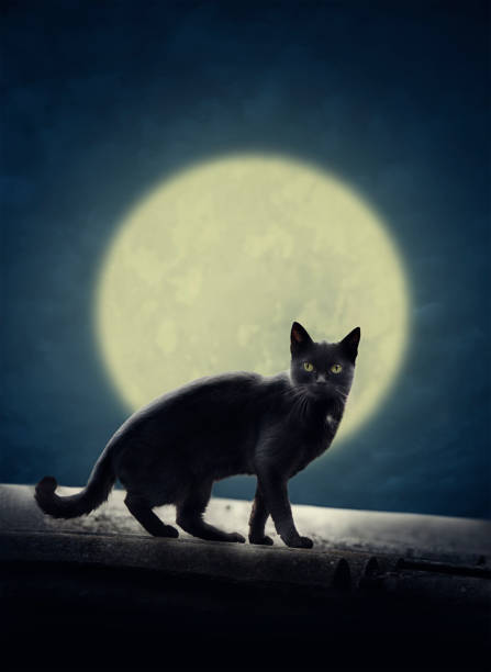 Black cat on the roof and full evil moon. Halloween design poster