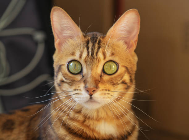 A domestic cat looks into the camera with a surprised look