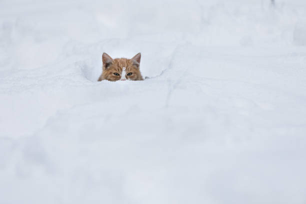 Cute orange kitten hiding in deep snow in winter