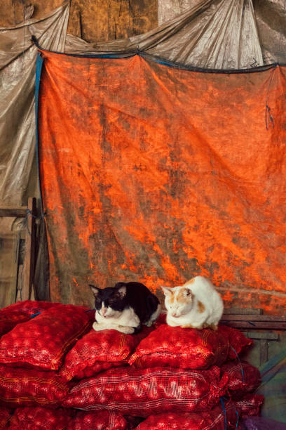 Cats relaxing, Street Market in Manila, Philippines