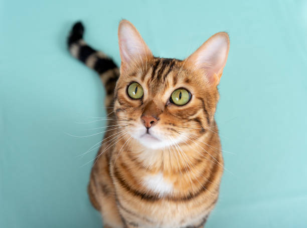 Top view of bengal cat sitting on turquoise background in studio