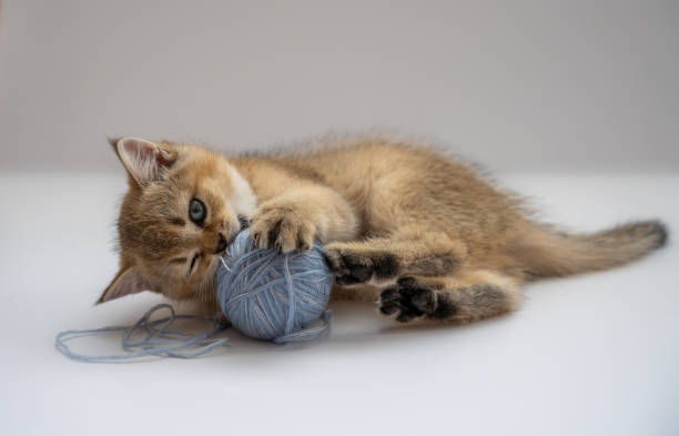 A British golden ticked kitten plays with a ball on a light background