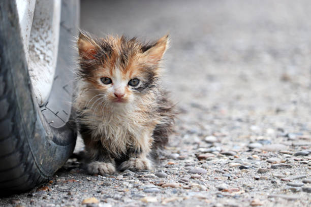 Portrait of stray dirty cat outdoors