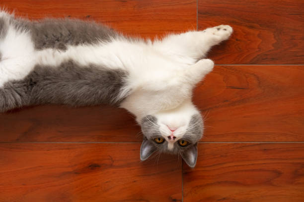 top view lovely British shorthair cat sleeping on a wooden floor