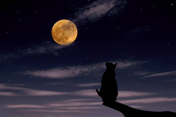 Strawberry supermoon rising over the cat on a tree in midnight