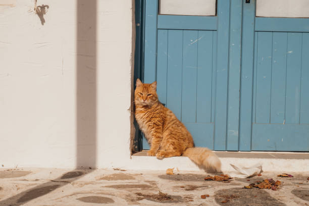 He enjoys the sunlight on his body, relaxing time