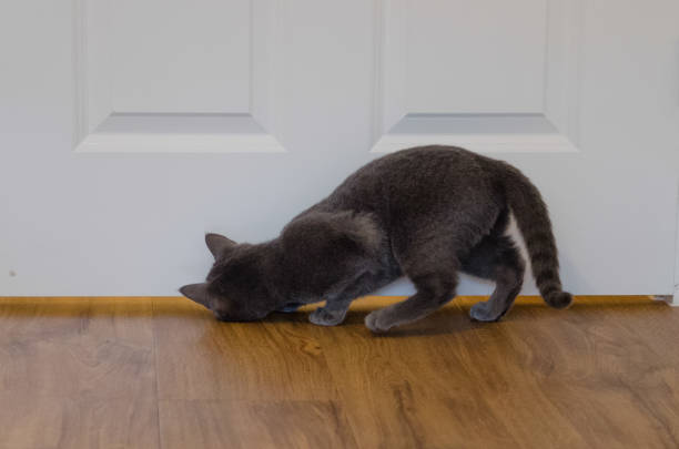 Domestic cat; kitten peeks under white door in a playful manner at home