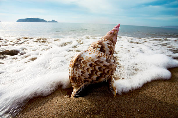 Big conch at the beach in Spain