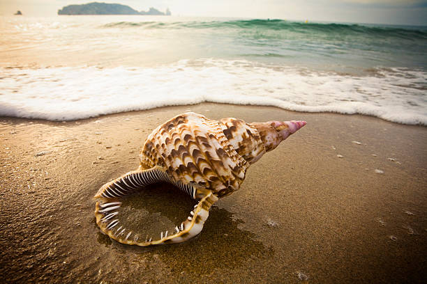 Lonely conch at a lonely beach in Spain