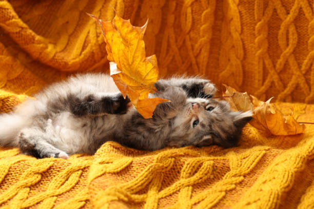 Cute kitten playing with autumn leaf on orange knitted blanket