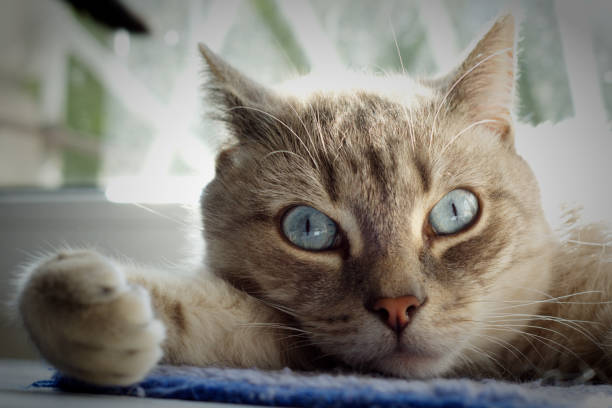 A big gray cat with blue eyes lies on the windowsill and looks out the window